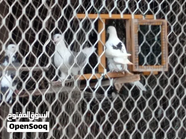 بيع حمام الزينه المميز  الطير الواحد بريال  ايضاً أرنب ذكر منتج 4 ريال