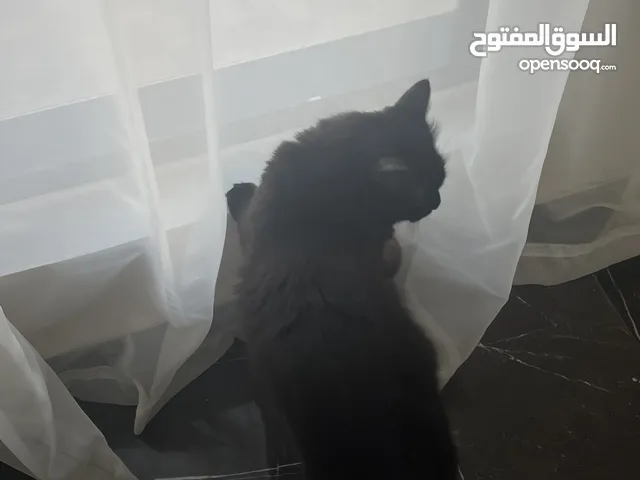 قطة ذكر مع الجواز والتطعيم لعوب جداً