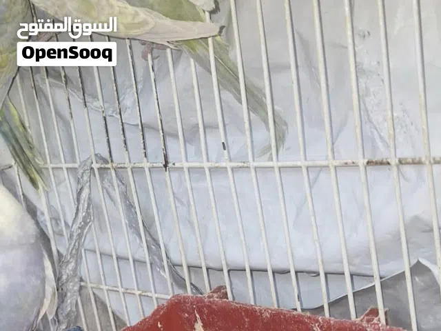سلام عليكم متوفر كوبيه باليد ودكر فرادي وزوز دكور بقلينو ريمبو واحد موف وتاني فحمي