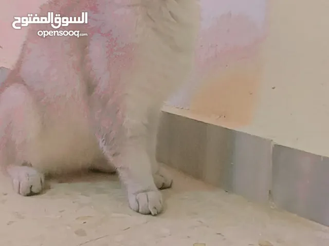 ما شاء الله قطه انثى سكوتش فواد للتزاوج
