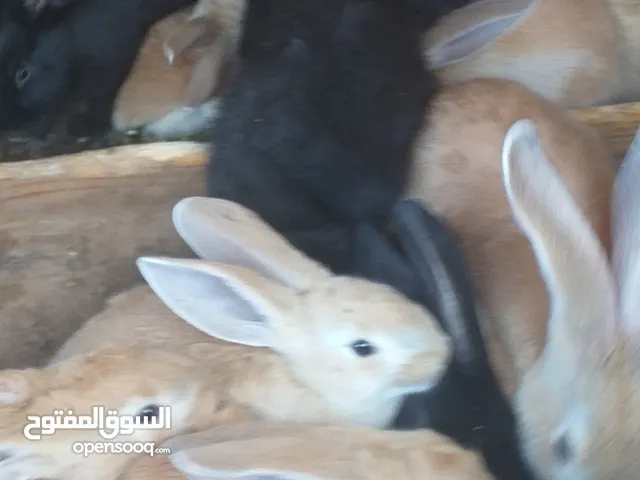 ارنب الماني جامبو