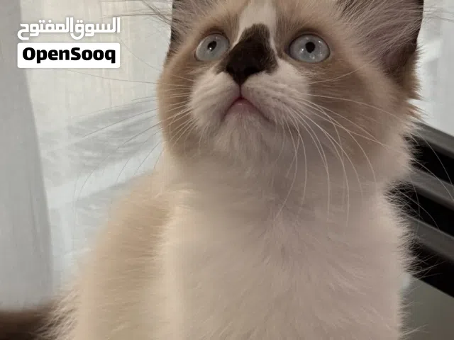 قطط هملايا شيرازي صغيرة عمر 4 اشهر