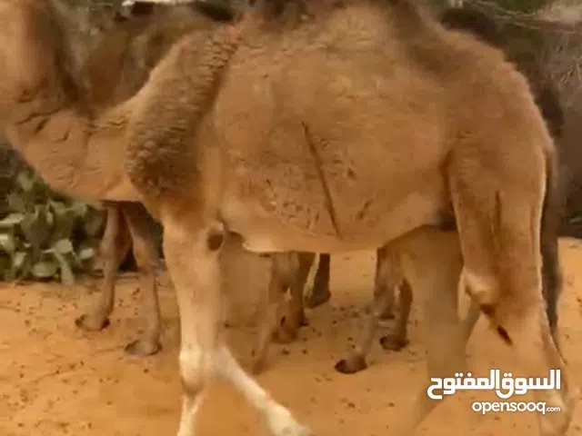 حوار وطني ميزان فوق 100