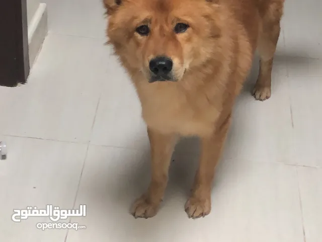 Mixed Finnish spitz for adoption