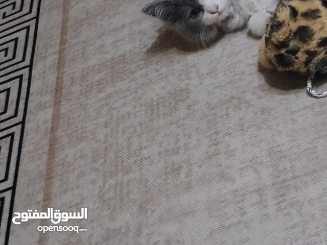شانشيلا مكس بسعر رمزي