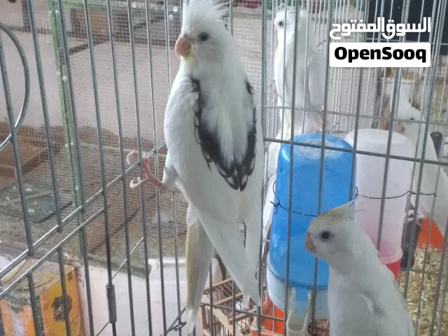 جوز كوكتيل فحل بصمه وطيره هايف بايد اقراء الوصف