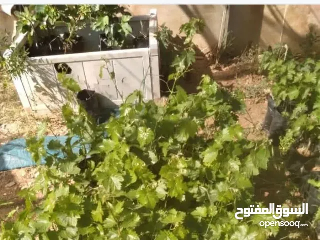 اشتال دوالي بلدي وشامي