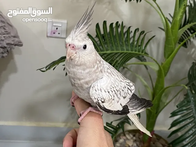 ذكر كوكتيل اليف