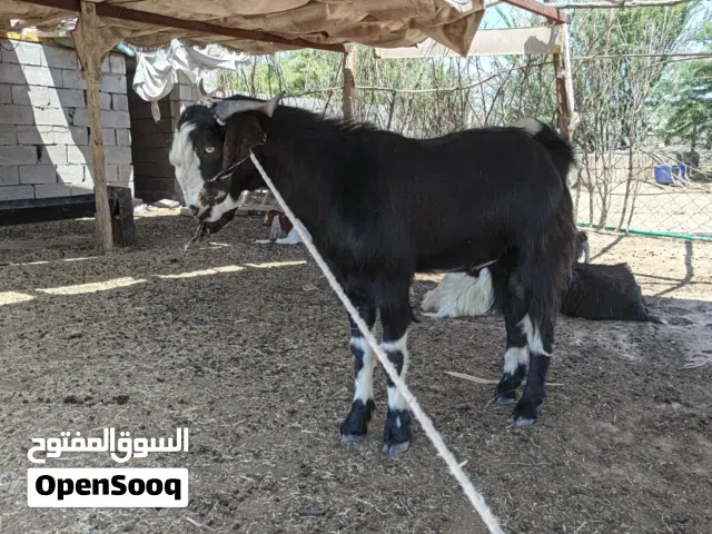 صخول للبيع