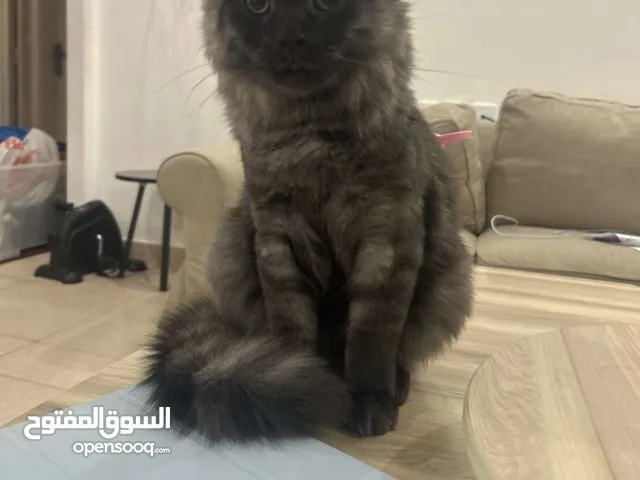 قط للتبني بس ابي فلوس عمليه التعقيم 25