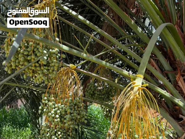 إعلان طني نخل الخلاص بجودة عالية جدا