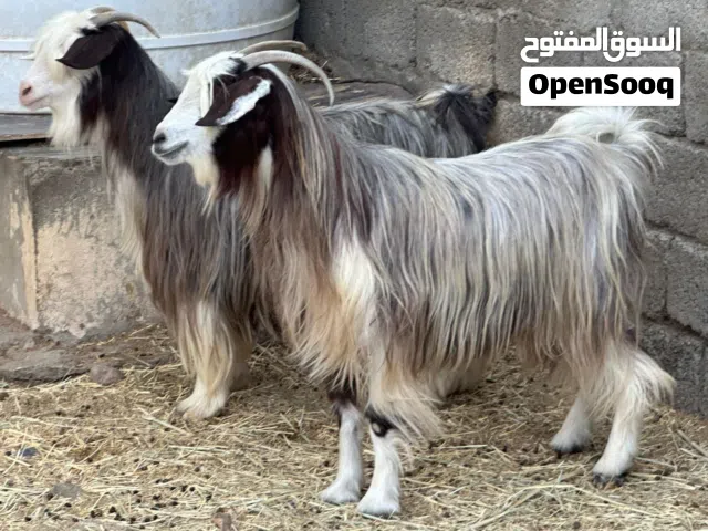 أغنام 2 + تيس من حلال بني سعيد جباليات سمان حلال طيب كل شي سليم