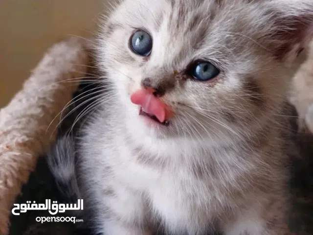 ذكر وانثى جاهزين للتسليم