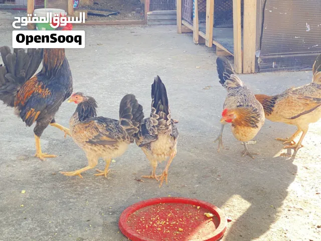 اربع دجاجات وديج كحلي سعودي خط اول ماخذ لقاحات العمر10 اشهر بياض سعر التك 25 مكاني الحيانية