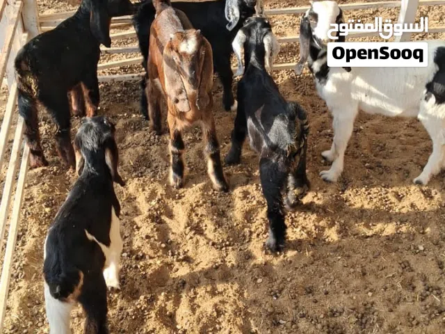 ثلاث اغنام صغار للبيع السخل (عارضيات) اقل عن ست شهور العمر