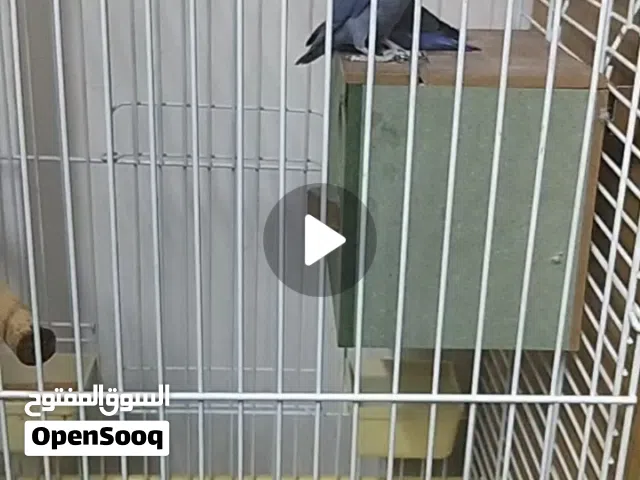 جوز روز لون ازرق جاهزات