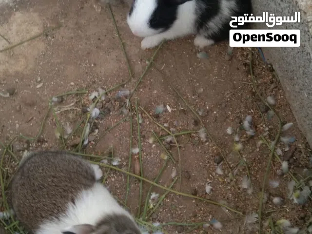 تحطيم اسعار ارانب للبيع