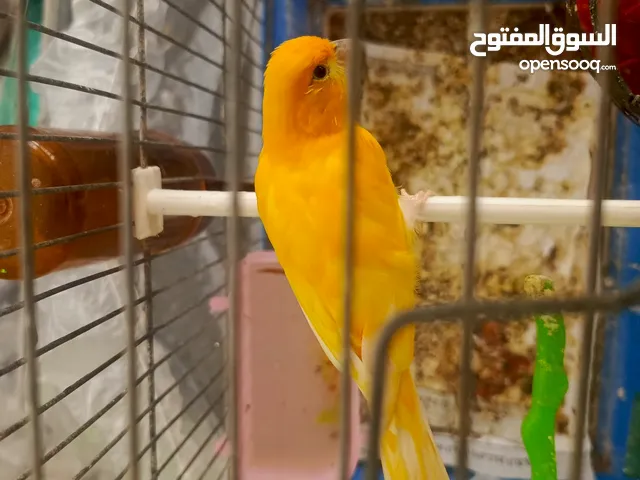 جوز كنار تحتهم بيض للبيع