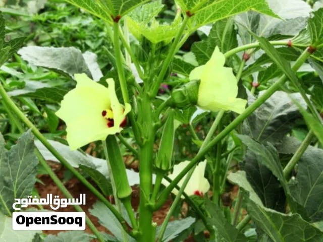 بزر بامية خضراء للبيع