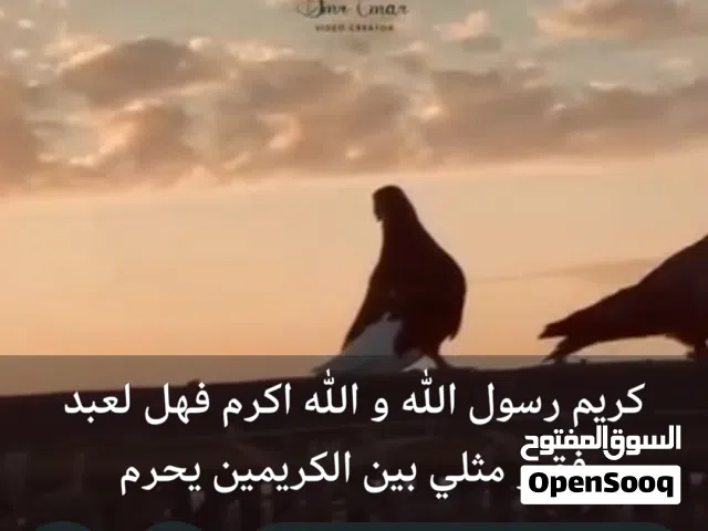 مطلوب مربي دواجن وبط خبره فالانتاج و التسمين