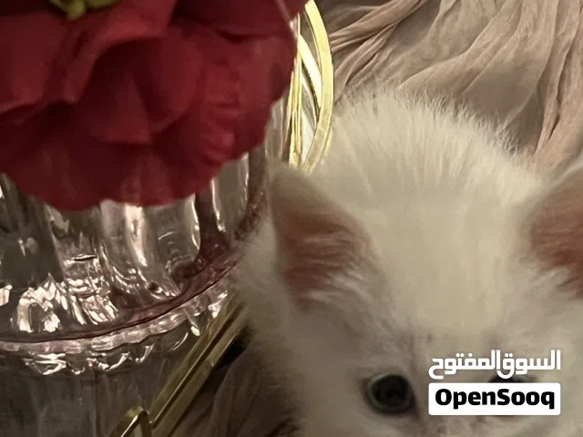 قطة ميكس شيرازي و تركي