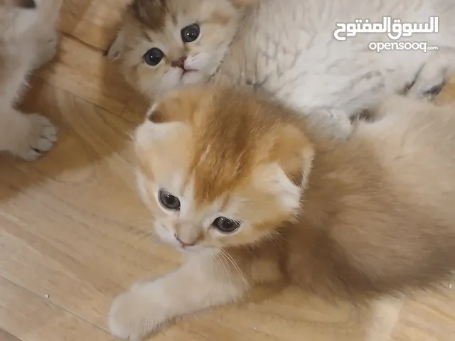 يوجد اسكوتش فولد بيور وراغدول بيور للبيع.