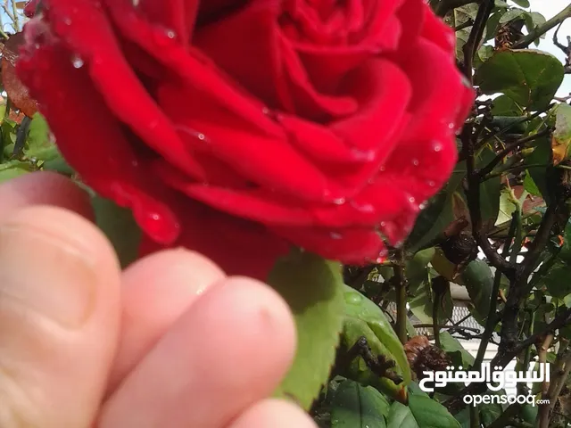 بستان الورود عند جمال ولاية ميلة الجزائر