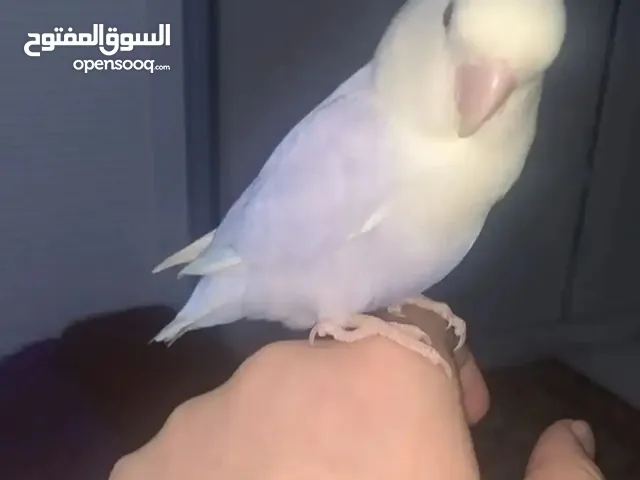 روز أليف اللون ابيض