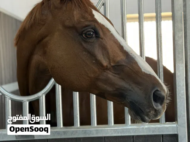 Horse for sale