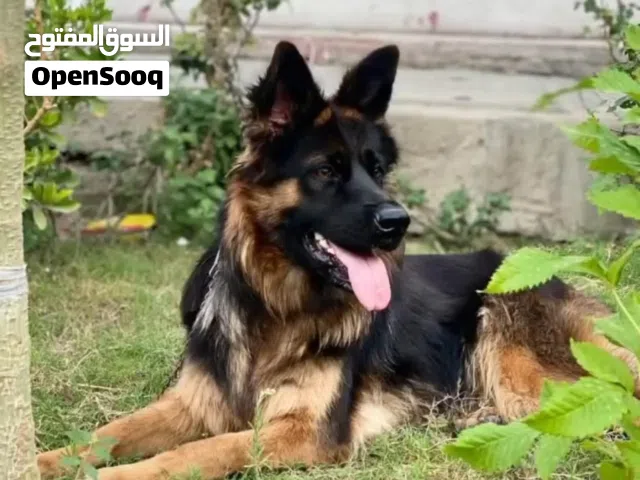انثى جيرمن شبرد