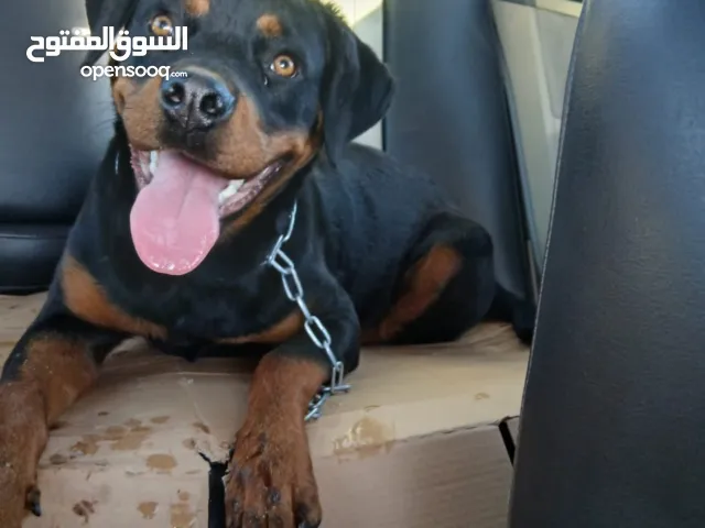 دكر رود 7شهور معها دفتر الططعماط للبيع او البدل