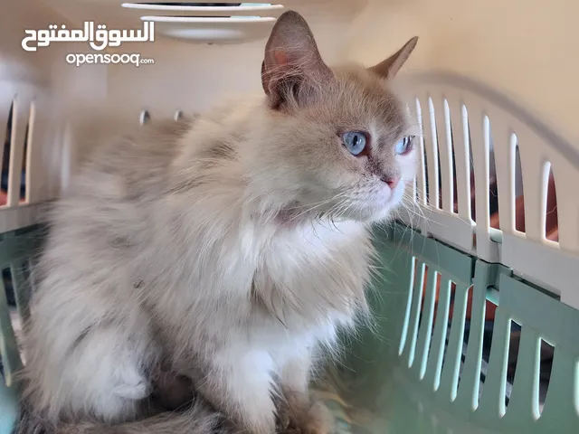 قطه اليفه جدا للتبني