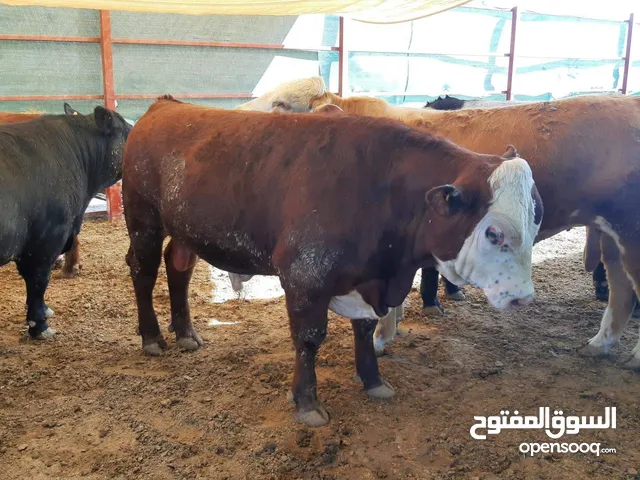 افضل الابقار للاضحيه وانضف لحوم بأزن الله