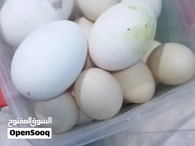 السلام عليكم متواجد لدينا بيض