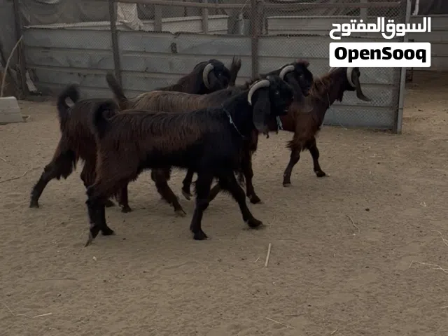 تيوس شاميات فحول