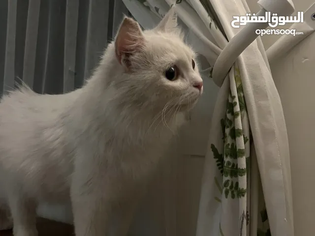 White Fluffy Mix Cat Available for Adoption (FREE of charge)