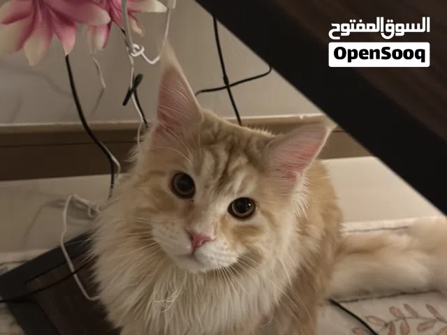 ماين كون ذكر