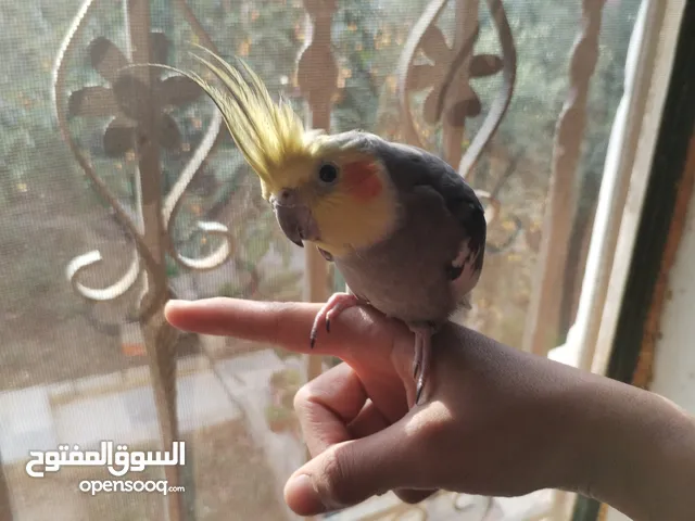 ببغاء كوكتيل ذكر اليف