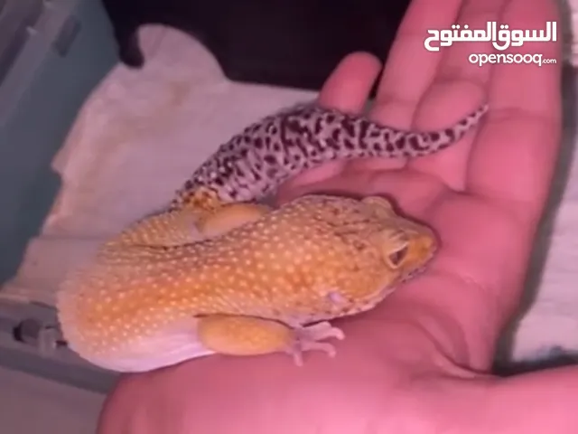 ليبرد قيكو جاينت