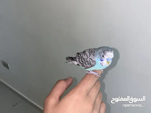 طير حب بادجي مدرب مع قفص و أكلو صحه و نظافه