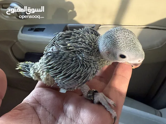 فروخ درة اخضر أليفات انتاج محلي Green Indian ringneck local breed