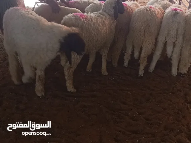 hello assalamu alaikum