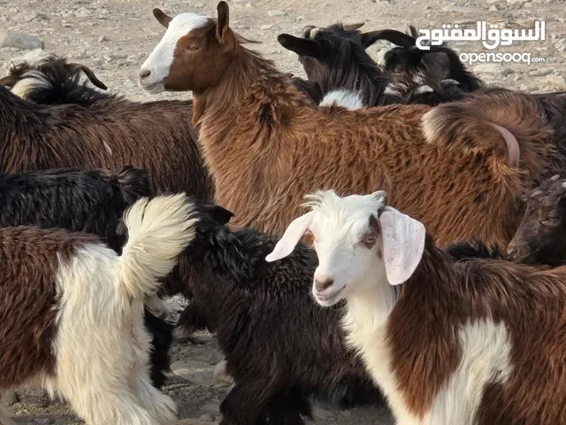 للبيع جداية فرصه الي يدور شي زين حق تربيه او ذبح امورهن طيبه سعر مناسب عدد 27
