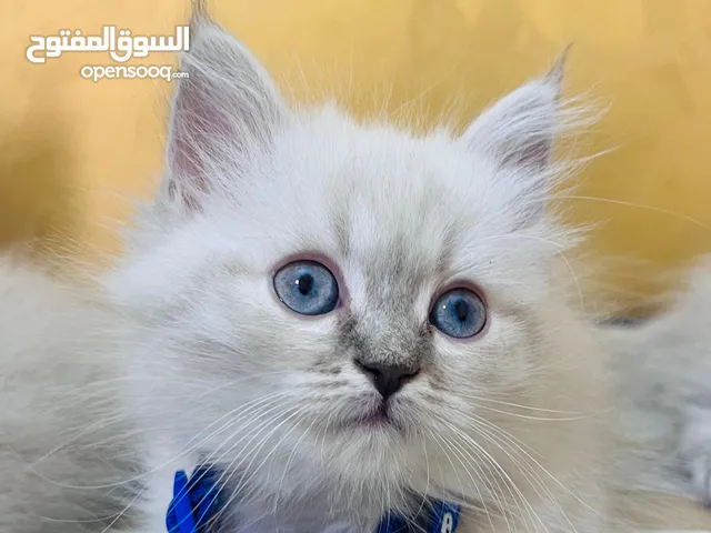 كتن هملايا بيكي فيس مكس هملايا شانشيلا