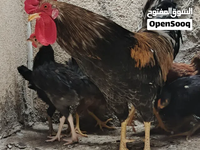 ديج للبيع البصره الزبير