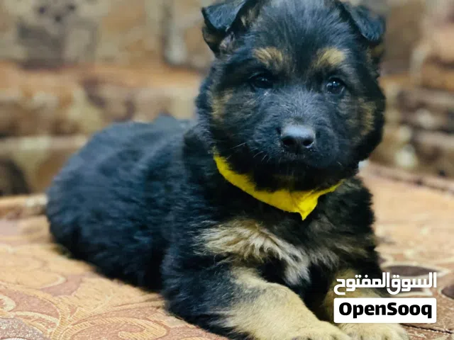 جرو ذكر جيرمن لونج هير اصلي العمر 45 يوم اهالي موجودات بصور