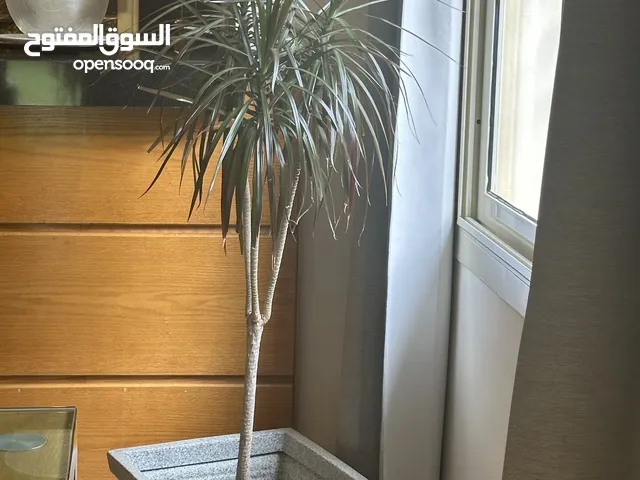 زرع داخلي الواحدة
