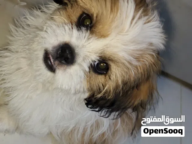 للبيع شيدزو  بيور اموره طيبه