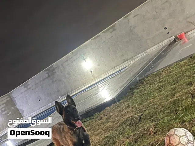 كلب مالينوا