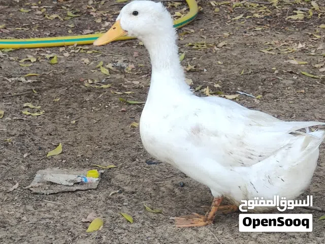 60 Duck available jumbo size